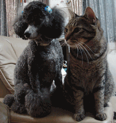 c0136736_13171392.gif