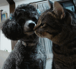 c0136736_13181471.gif