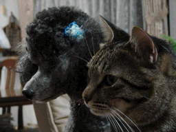 c0136736_1319171.gif