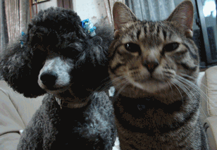 c0136736_13201842.gif