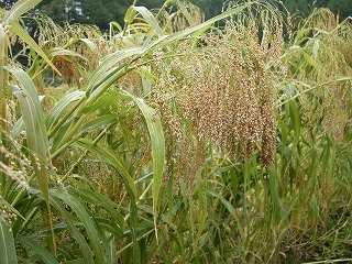 b0157246_041336.jpg