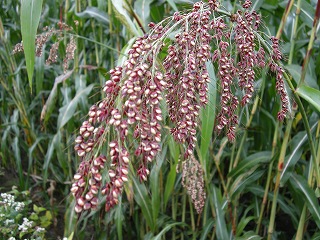 b0157246_0493410.jpg