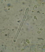 f0154649_737259.jpg
