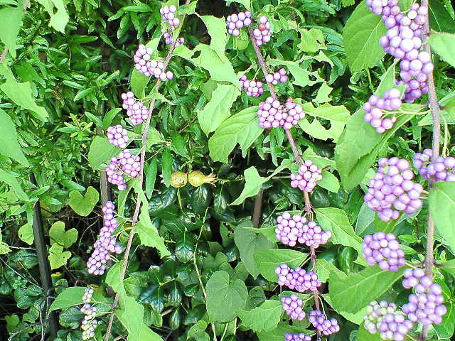 b0021251_842436.jpg
