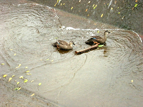 a0001354_22275285.jpg