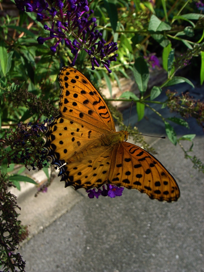 f0070556_11273740.jpg