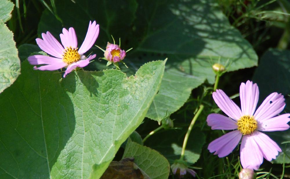 c0108460_15505938.jpg