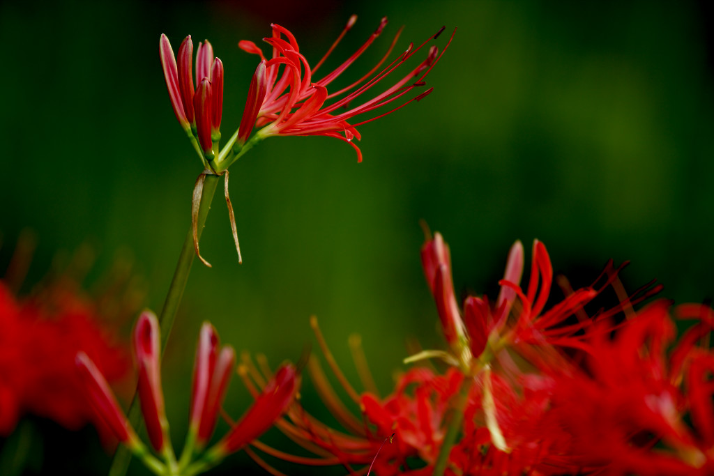 b0032262_22462770.jpg