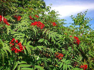 f0182173_12445035.jpg