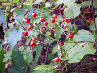 f0182173_12461324.jpg