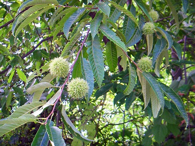 f0182173_12462249.jpg
