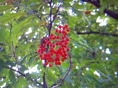 f0182173_12463595.jpg
