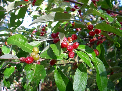 f0182173_1247262.jpg