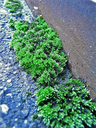 f0089079_1393012.jpg