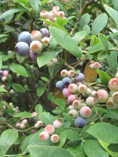 c0106491_074767.jpg