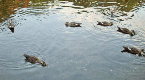 c0138198_15423478.jpg