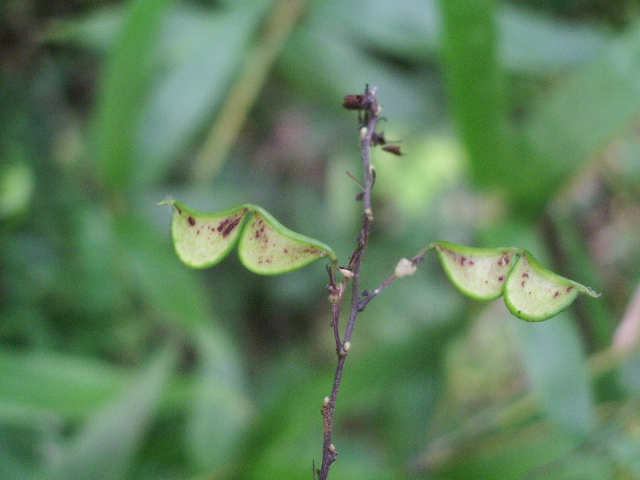 e0025300_1556518.jpg