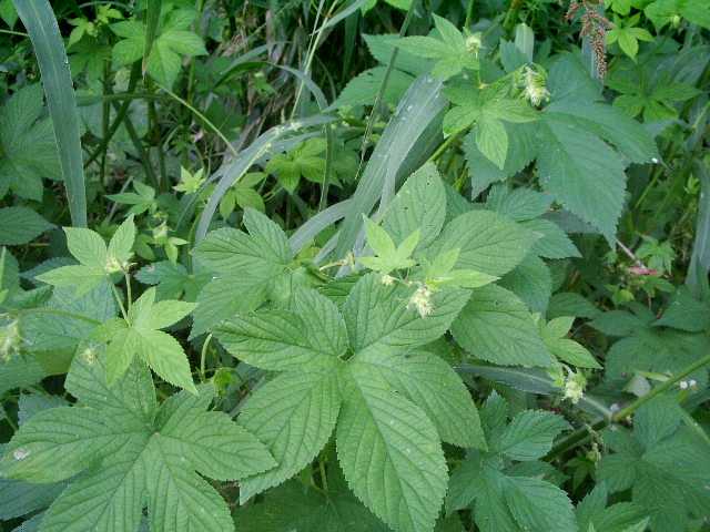 e0025300_16112100.jpg
