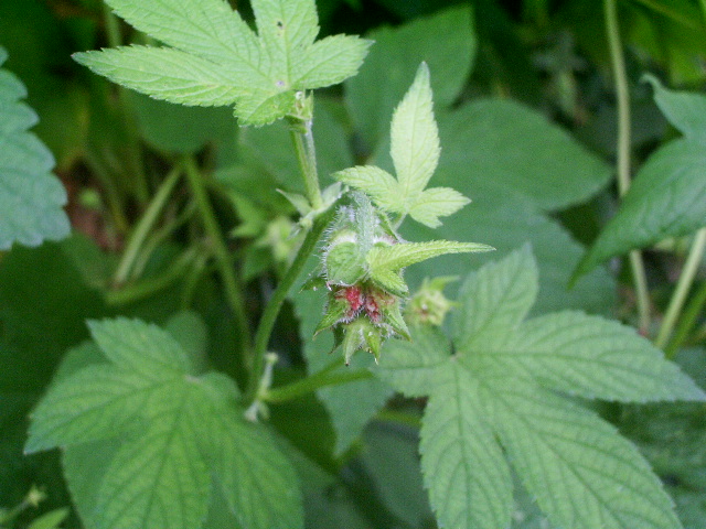 e0025300_16112825.jpg