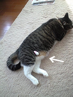 c0035001_21201367.jpg