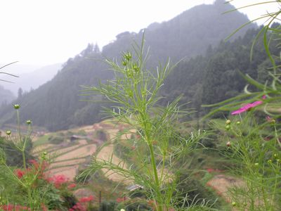 b0061107_0125960.jpg
