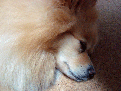 b0075318_15321080.gif