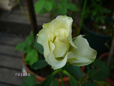 f0059818_2349215.jpg