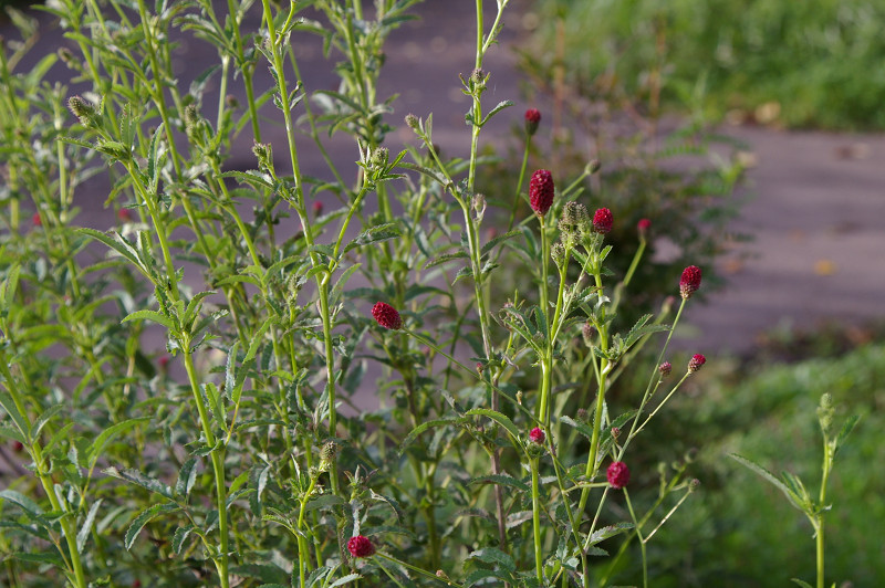 e0136424_94079.jpg