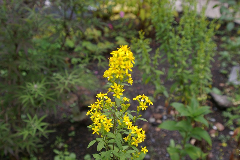 e0136424_951176.jpg