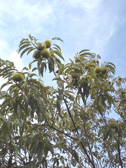 c0155853_8583741.jpg