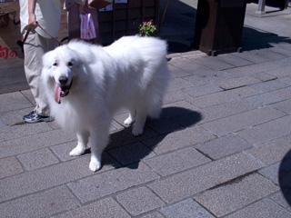 c0177264_1541869.jpg