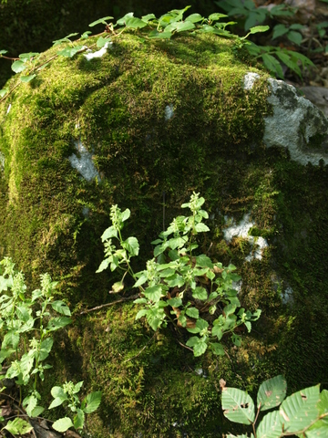 f0191170_21212575.jpg