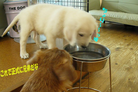 d0043478_2335639.jpg