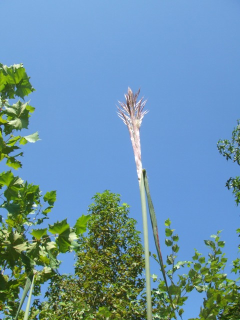 c0062603_11304933.jpg