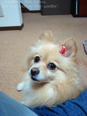 b0075318_16521932.gif