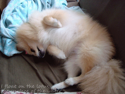 b0075318_165419.gif