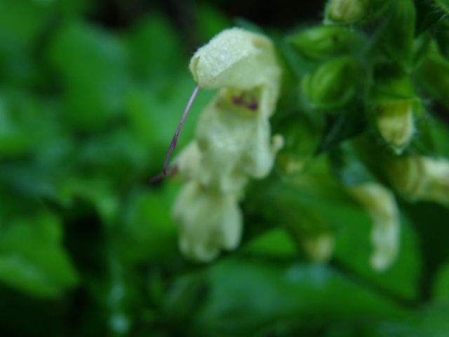 e0145033_2012261.jpg