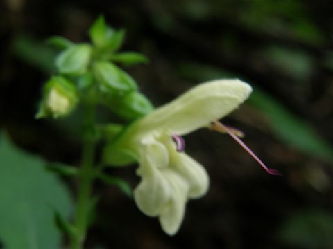 e0145033_2017751.jpg