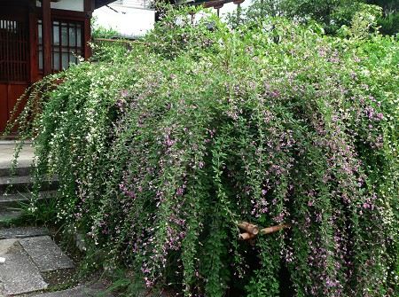 c0057946_19351747.jpg