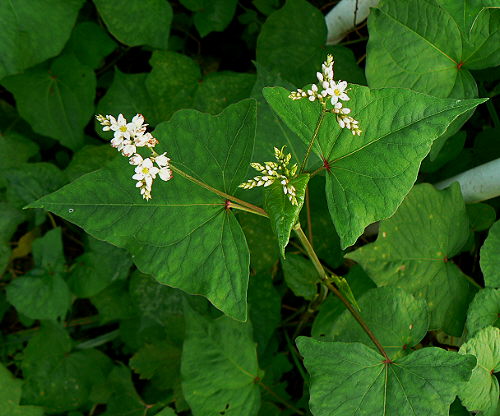 d0091754_15104865.jpg