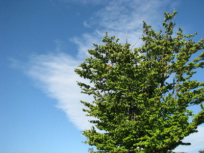 f0160554_2023927.jpg