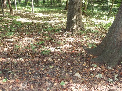 e0004756_19532722.jpg