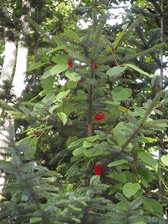 e0004756_22195387.jpg
