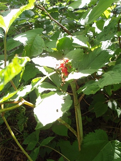 e0004756_22212843.jpg