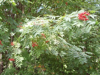 e0004756_22235216.jpg