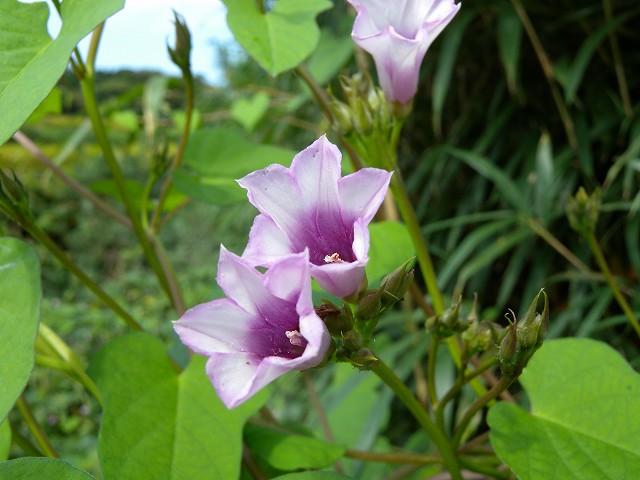 b0104861_1753832.jpg