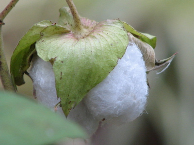 d0050472_20253852.jpg