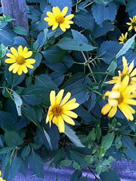 f0054677_8144933.jpg