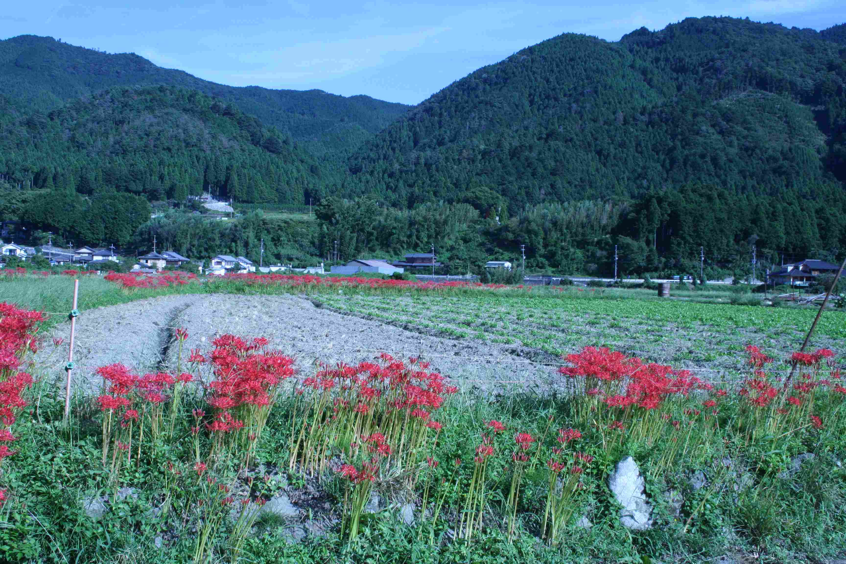 c0100195_95457.jpg