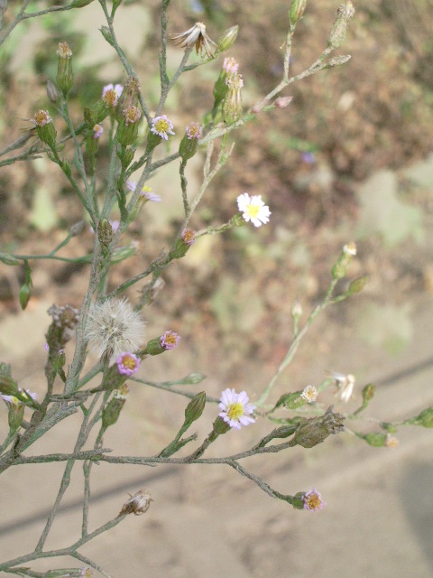 e0025300_15221761.jpg